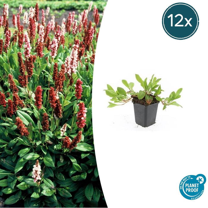 Persicaria affinis 'Darjeeling Red' - Duizendknoop - ↕10-25cm - Ø9cm - 12x