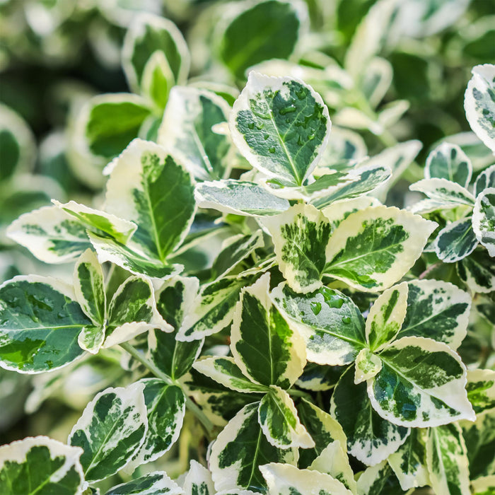 Tuinplant - Euonymus fortunei Emerald Gaiety - Plant op stam - Terras Plant - Bladhoudend - Weinig Onderhoud - Pot 19cm Hoogte 90cm