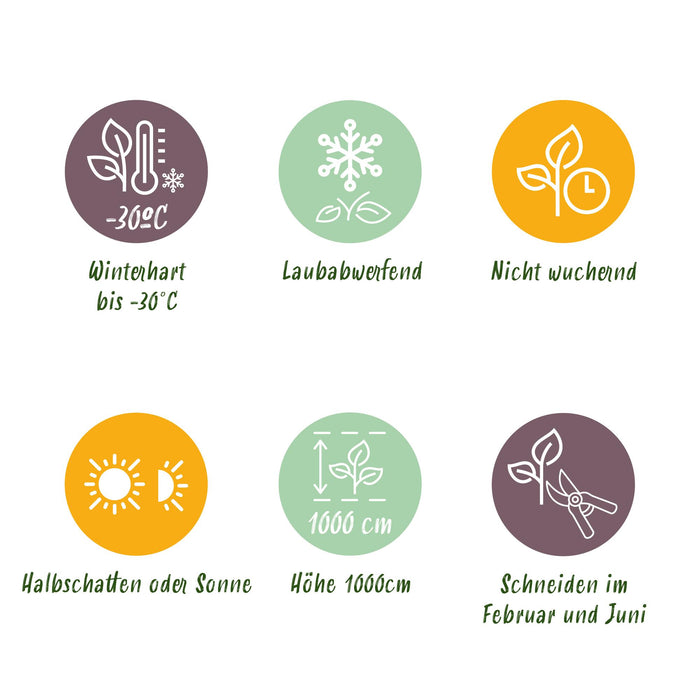 Haagplanten - Carpinus betulus -  blad groen - 6 planten - 1 strekkende meter - bladverliezend - pot 17cm hoogte 55cm