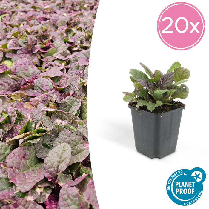 Ajuga reptans 'Burgundy Glow' - Kruipend Zenegroen - ↕10-25cm - Ø9cm - 20x