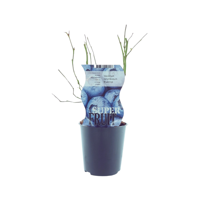 Vaccinium Bluecrop - Blauwe bes - ↕30cm - Ø12cm