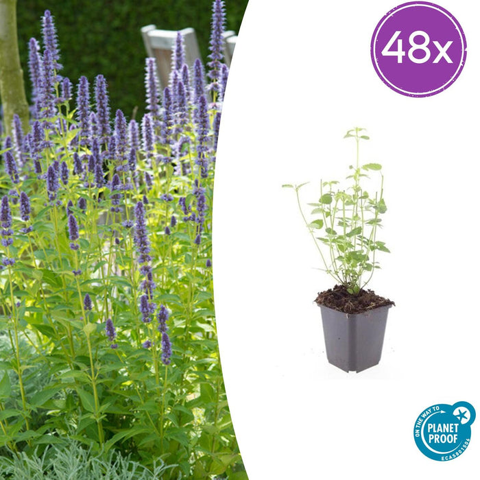 Agastache 'Black Adder' - Dropplant - ↕10-25cm - Ø9cm - 48x