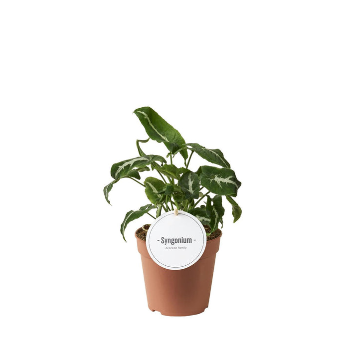 Syngonium Wendlandii - ↕25cm - Ø12cm