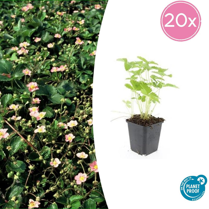 Fragaria Vesca - Bosaardbei - ↕10-25cm - Ø9cm - 20x