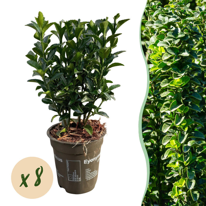 Haagplanten - Euonymus japonica Green Spire - blad groen - 8 planten - 1 strekkende meter - groenblijvend - pot 9cm hoogte 20-25cm