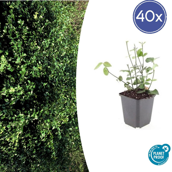 Euonymus Fortunei 'Coloratus' - Japanse Kardinaalsmuts - ↕10-25cm - Ø9cm - 40x