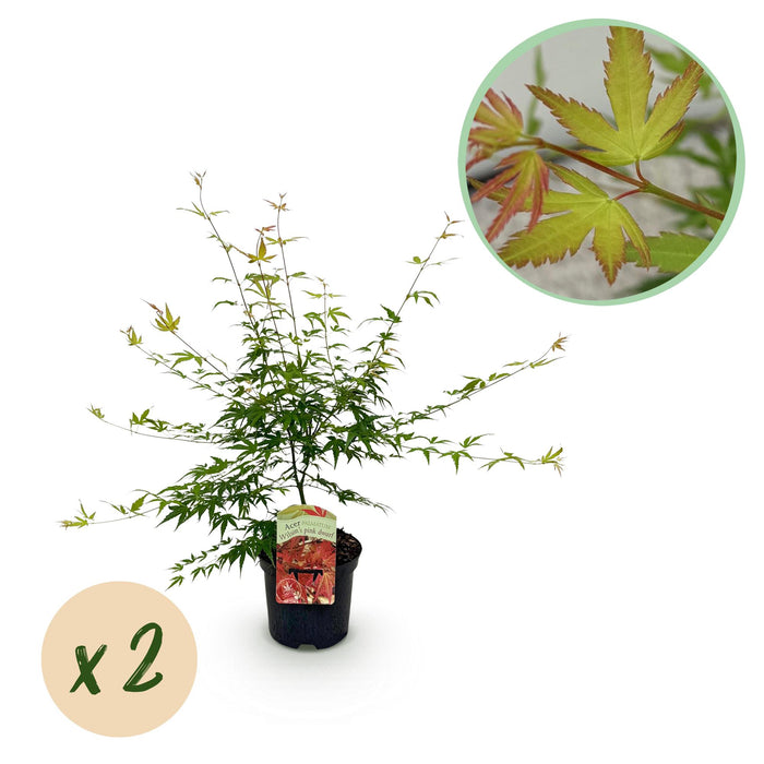 Terrasplant - Japanse Esdoorn - Acer palmatum Pink Dwarf - Roze - 2 Planten - Bladverliezend - ↕70cm - Ø19cm