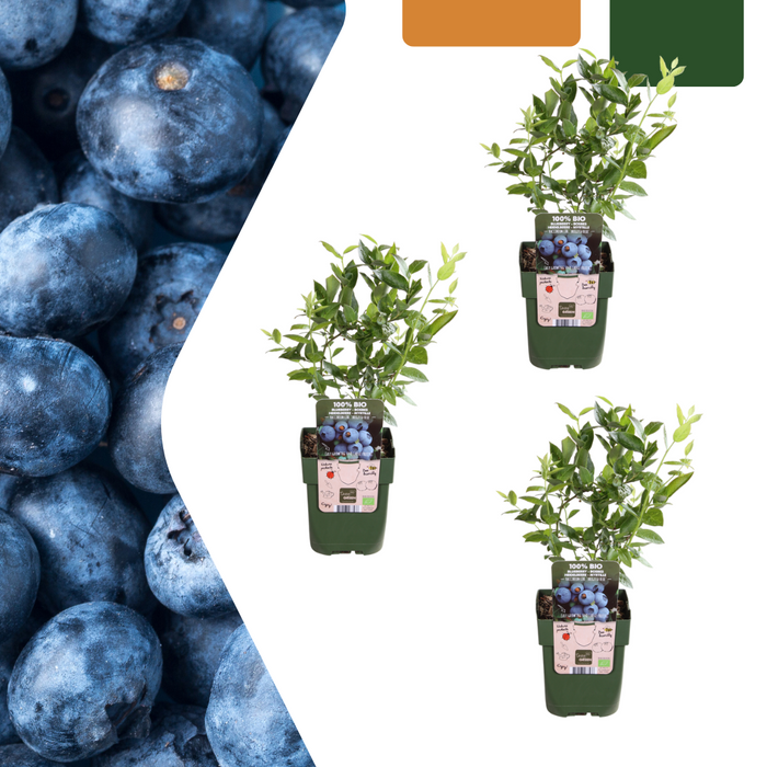 Vaccinium Corymbosum - Bosbessenplanten BIO - ↕20cm - Ø13cm - 3x