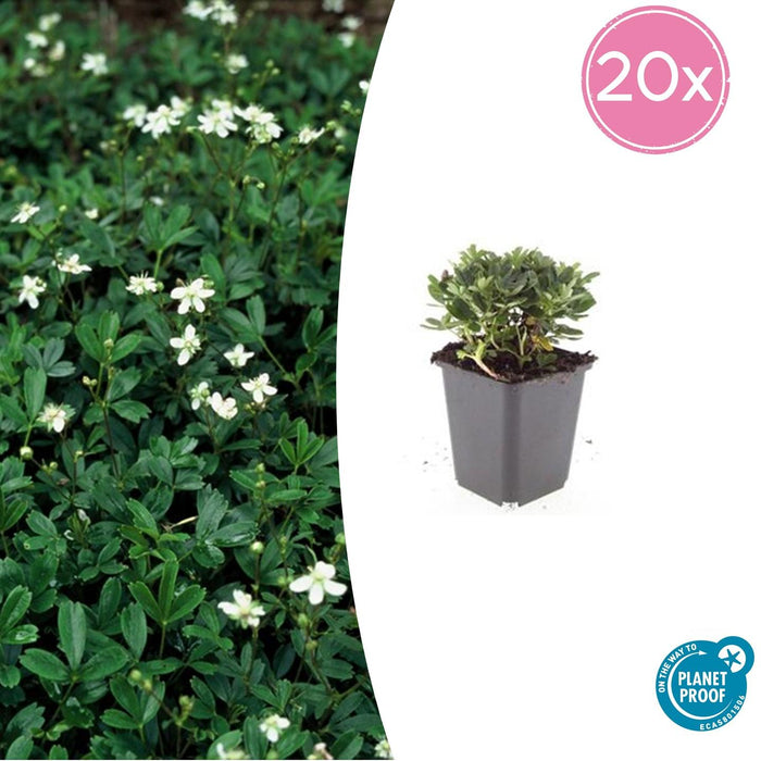 Potentilla tridentata 'Nuuk' - Ganzerik - ↕10-25cm - Ø9cm - 20x