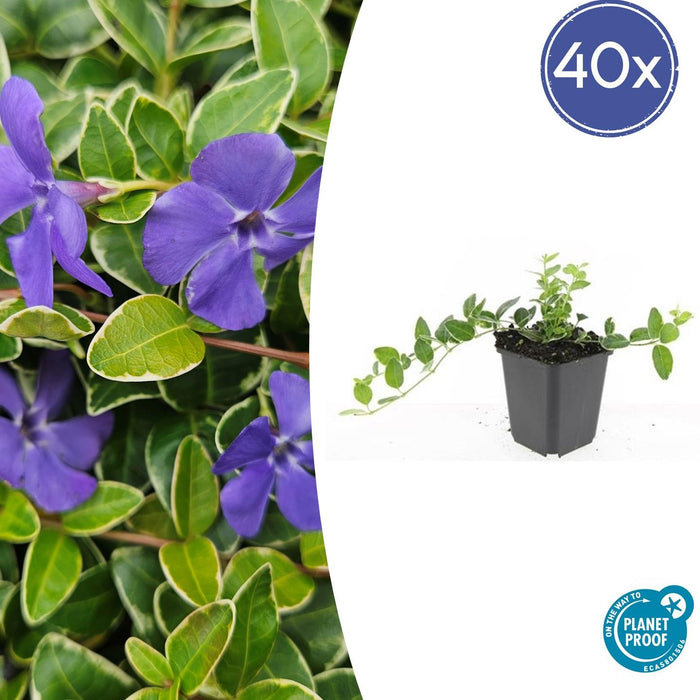Vinca minor 'Ralph Shugert' - Kleine Maagdenpalm - ↕10-25cm - Ø9cm - 40x