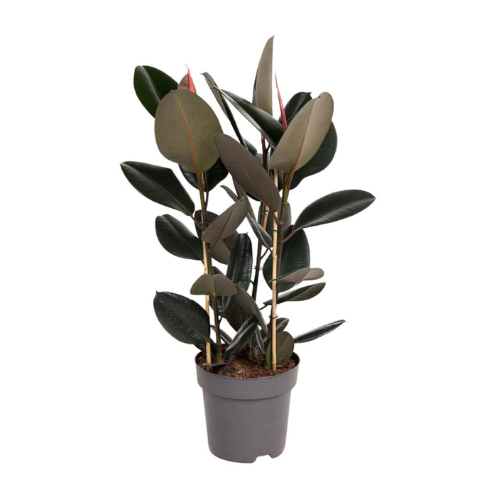 Ficus Elastica Abidjan - ↕110cm - Ø27cm