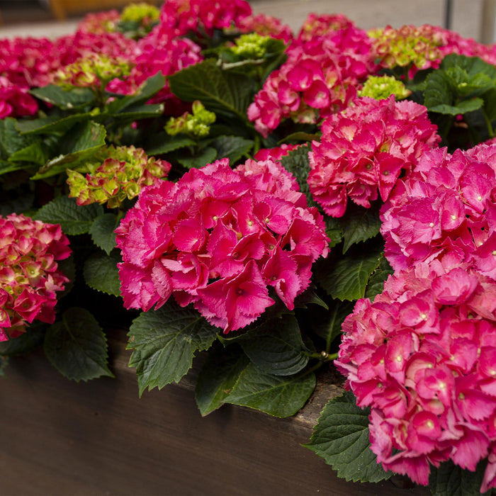 Hortensia - Hydrangea macrophylla Rood - Bloem Rood - 3 Planten - 1 m2 - Bladverliezend - Weinig Onderhoud - Pot 17cm Hoogte 30cm