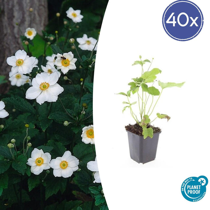 Anemone hybrida 'Honorine Jobert' - ↕10-25cm - Ø9cm - 40x