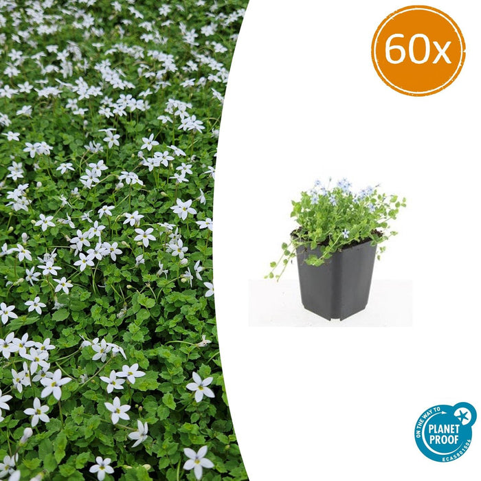 Isotoma Fluviatilis 'Alba' - Blauwe Grondkruiper - ↕10-25cm - Ø9cm - 60x