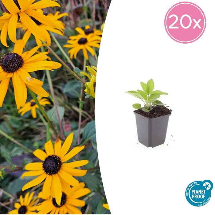 Rudbeckia fulgida 'Goldsturm' - Gele Zonnehoed - ↕10-25cm - Ø9cm - 20x
