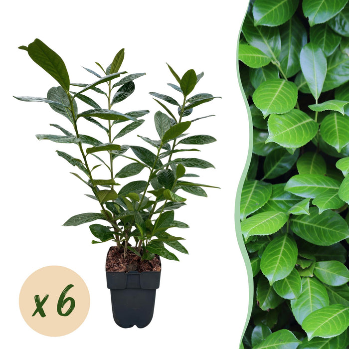 Haagplanten - Prunus laurocerasus Novita - blad groen - 6 planten - 1 strekkende meter - groenblijvend - pot 17cm hoogte 50cm