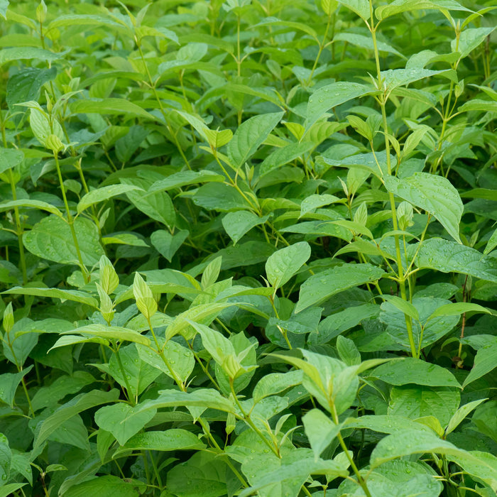 Heesters - Cornus alba Flaviramea - Groene Takken - 1 Plant - Bladverliezend - Weinig Onderhoud - Pot 17cm Hoogte 45cm