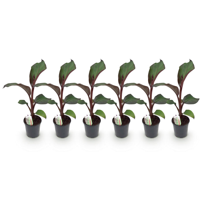 Fruitplant - Bananen plant - Ensete ventricosum Maurelli - Winterhard - 6 planten - Pot 17cm Hoogte 40cm