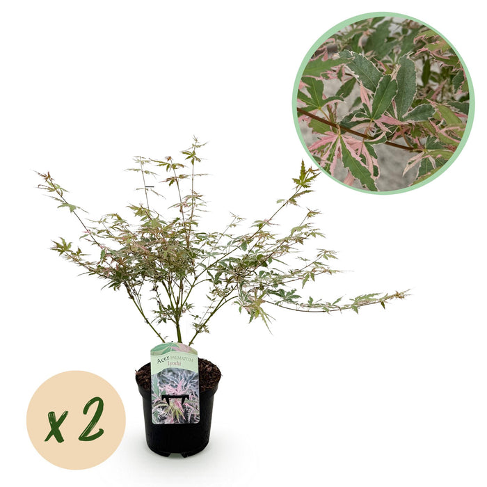Terrasplant - Japanse Esdoorn - Acer palmatum Iyoshi - Roze - 2 Planten - Bladverliezend - ↕70cm - Ø19cm