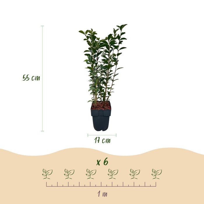 Haagplanten - Ligustrum ovalifolium -  blad groen - 6 planten - 1 strekkende meter - groenblijvend - pot 17cm hoogte 55cm