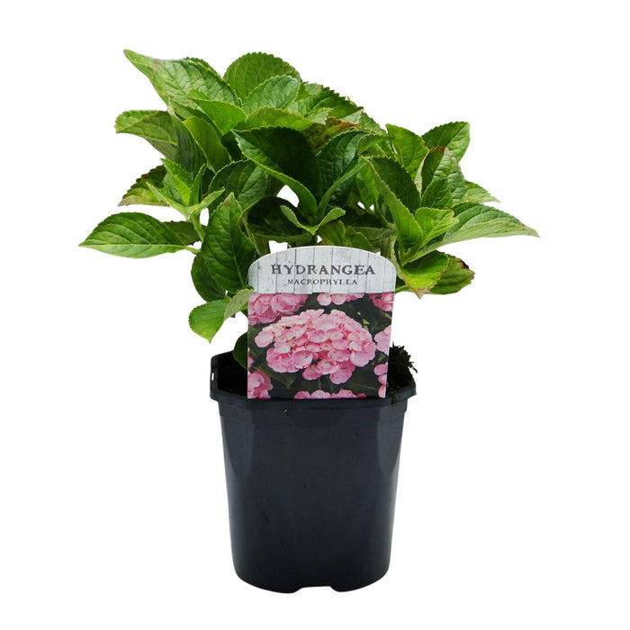 Hortensia - Hydrangea macrophylla Roze - Bloem Roze - 3 Planten - 1 m2 - Bladverliezend - Weinig Onderhoud - Pot 17cm Hoogte 30cm