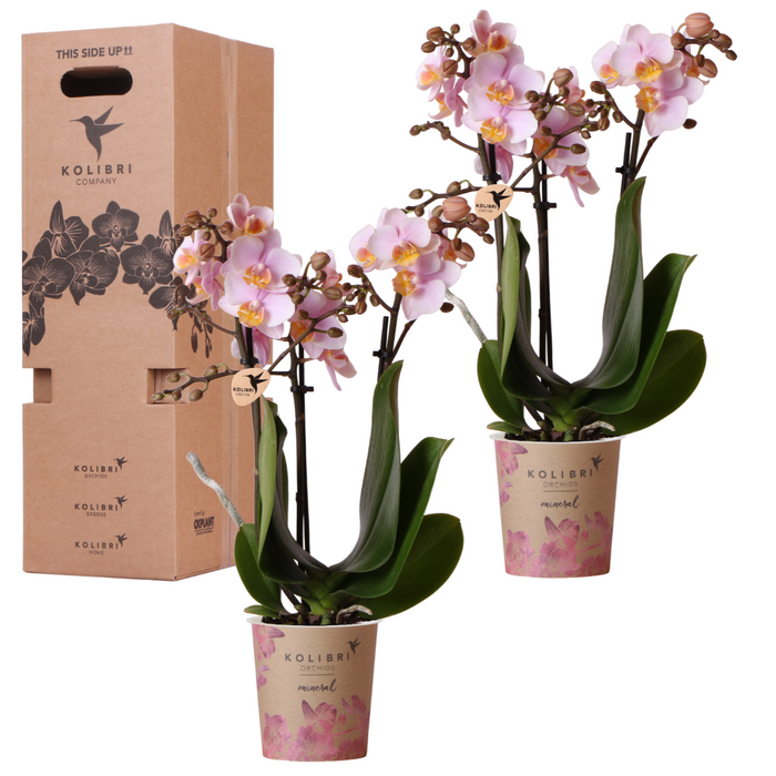 Surprise box mix - planten eenkleurig voordeel box - verrassingsbox met 2 Roze orchideeën 9cm