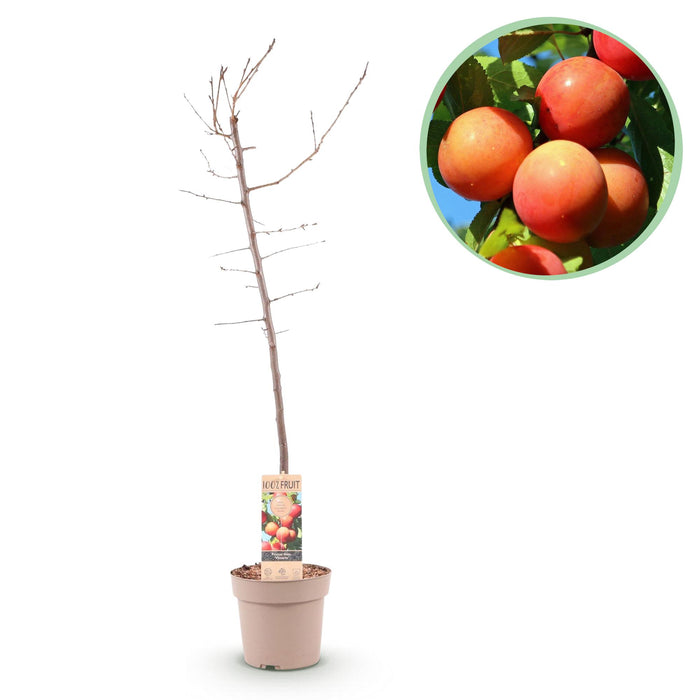 Fruitplant - Pruimen boom - Prunus domestica Victoria - Rode Pruim - Pot 21cm Hoogte 90cm