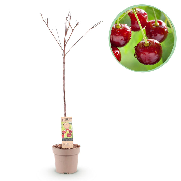 Fruitplant - Kersenboom - Prunus avium Regina - Rode kers - Pot 21cm Hoogte 90cm
