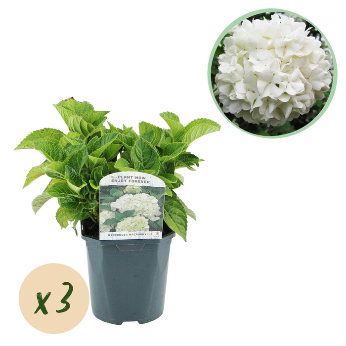 Hortensia - Hydrangea macrophylla Wit - Bloem Wit - 3 Planten - 1 m2 - Bladverliezend - Weinig Onderhoud - Pot 17cm Hoogte 30cm