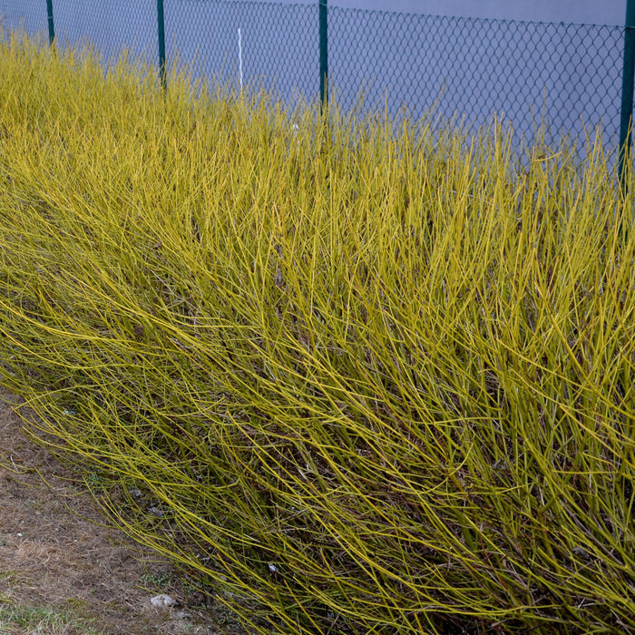 Heesters - Cornus alba Flaviramea - Groene Takken - 1 Plant - Bladverliezend - Weinig Onderhoud - Pot 17cm Hoogte 45cm