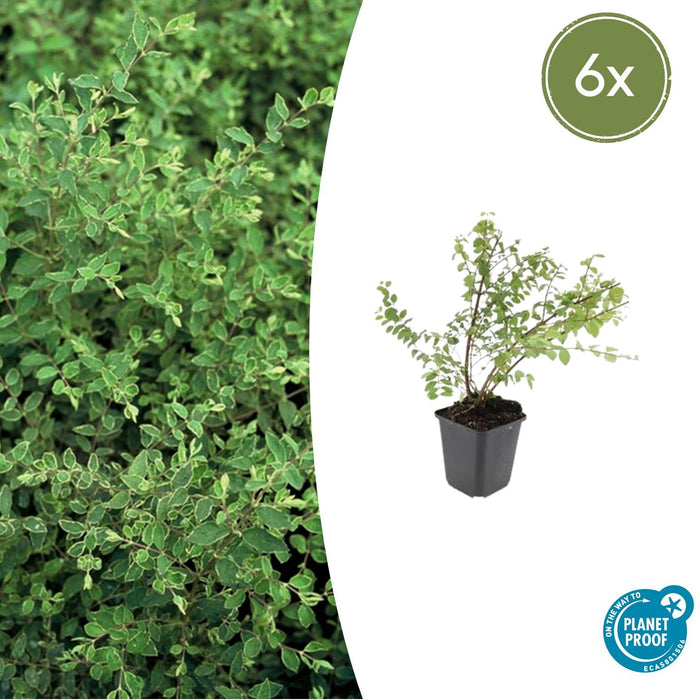 Symphoricarpos chenaultii 'Hancock' - Sneeuwbes - ↕10-25cm - Ø9cm - 6x