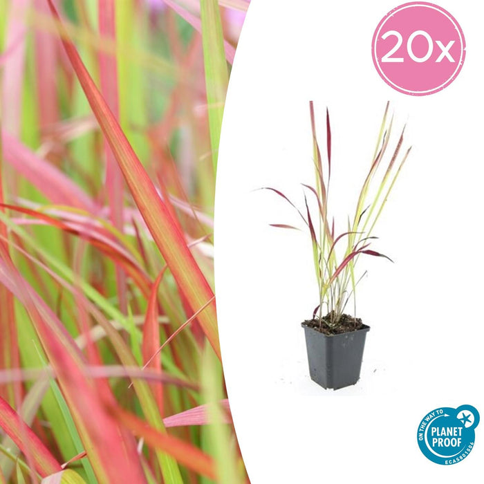 IImperata Cylindrica 'Red Baron' - Japans Bloedgras - ↕10-25cm - Ø9cm - 20x