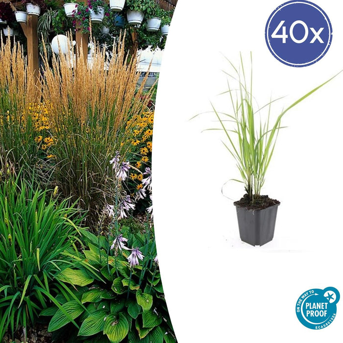 Calamagrostis Acutiflora 'Karl Foerster' - Struisriet - ↕10-25cm - Ø9cm - 40x
