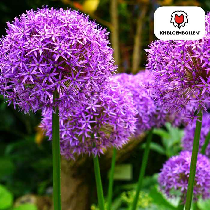 Allium Globemaster - Bloembollen - 5x