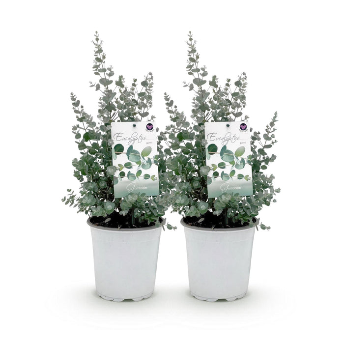 Terrasplant - Eucalyptus boom - Eucalyptus gunni - Grijs - 2 Planten - Winterhard - Pot 17cm Hoogte 40cm
