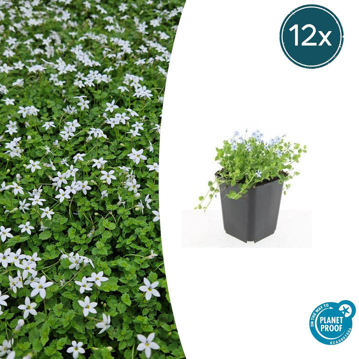 Isotoma Fluviatilis 'Alba' - Blauwe Grondkruiper - ↕10-25cm - Ø9cm - 12x