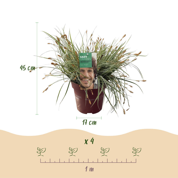 Carex oshimensis Everest - Wit en Groen - 2 Planten - Bladhoudend - Weinig Onderhoud - Pot 17cm Hoogte 50cm