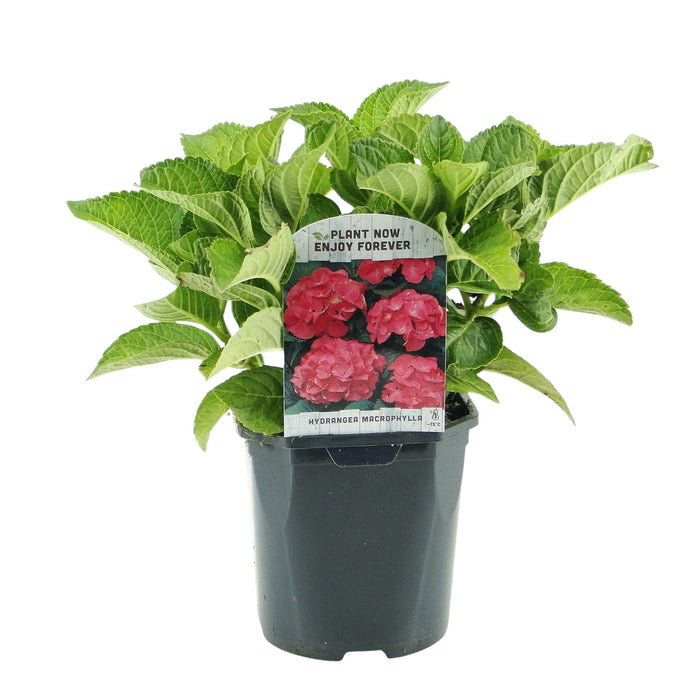 Hortensia - Hydrangea macrophylla Red - Bloem Rood - 1 Plant - Bladverliezend - Weinig Onderhoud - Pot 17cm Hoogte 30cm