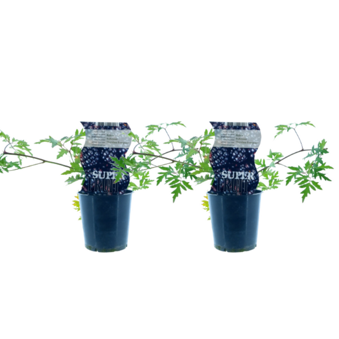 Rubus Thornless Evergreen (Doornloze braam) - ↕30cm - Ø12cm - 2x