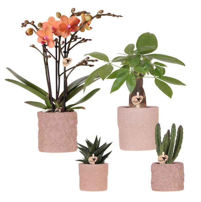 Set van Oranje orchidee Bolzano en succulenten in keramieken sierpotten - potmaat Ø9cm & Ø6cm | bloeiende kamerplant