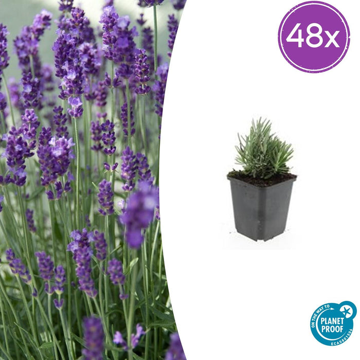 Lavandula ang. 'Dwarf Blue' - ↕10-25cm - Ø9cm - 48x