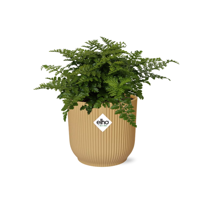 Asplenium Parvati in elho Vibes Fold Ø14cm geel