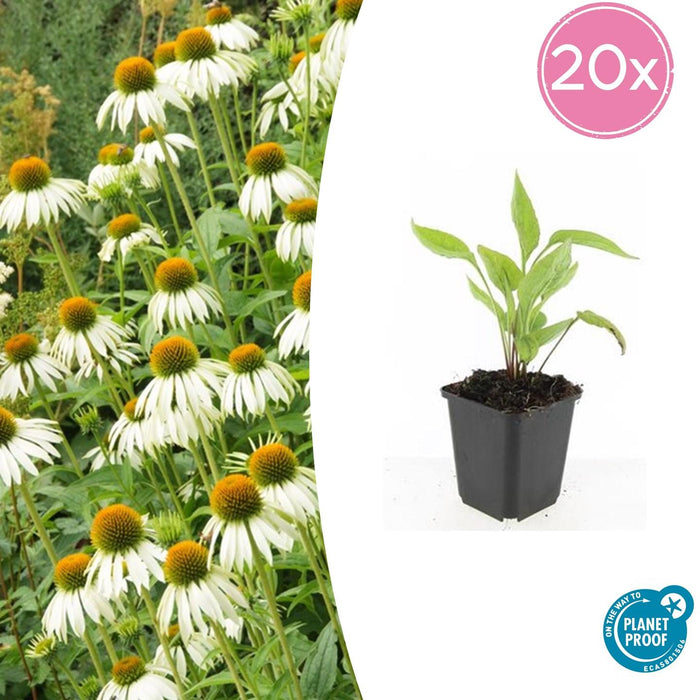Echinacea purpurea 'White Swan' - Zonnehoed - ↕10-25cm - Ø9cm - 20x