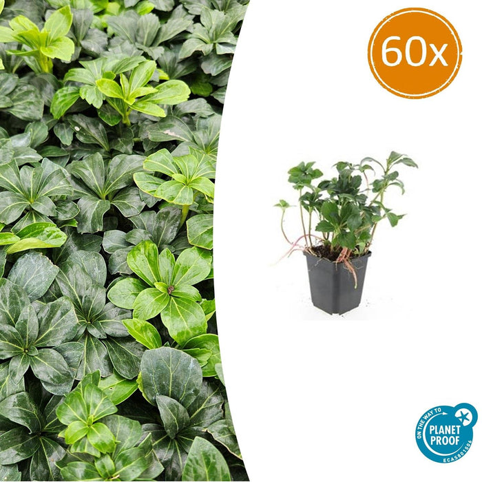 Pachysandra Terminalis 'Green Sheen' - Schaduwkruid - ↕10-25cm - Ø9cm - 60x