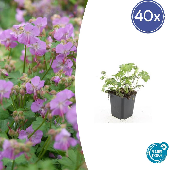 Geranium cantabrigiense 'Cambridge' - ↕10-25cm - Ø9cm - 40x
