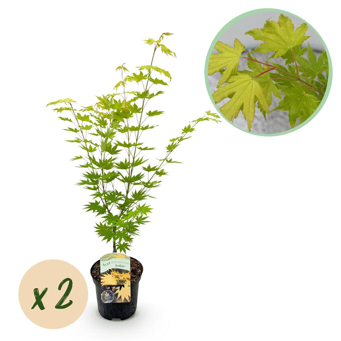 Terrasplant - Japanse Esdoorn - Acer palmatum Jordan - Geel - 2 Planten - Bladverliezend - ↕70cm - Ø19cm