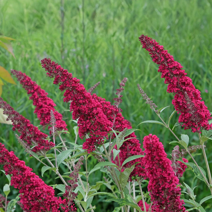 Vlinderstruik - Buddleja davidii Royal Red - Bloem Rood - 1 Plant - Bladverliezend - Vlinderlokkend - ↕25cm - Ø17cm