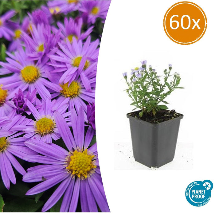 Aster (D) 'Professor Anton Kippenberg' - ↕10-25cm - Ø9cm - 60x