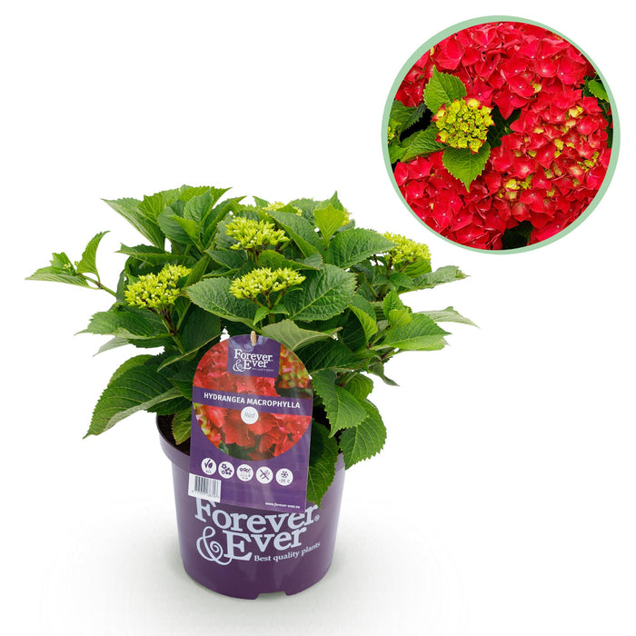 Terrasplant - Hortensia - Hydrangea Forever & Ever - Rood - 7-12 Bloemen - Pot 23cm Hoogte 55cm
