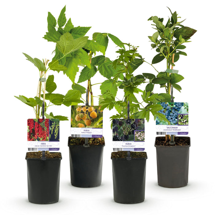 Fruit planten mix - Rode Bes, Gele Framboos, Zwarte Braam, Blauwe bes - 4 planten - Pot 11cm Hoogte 40cm